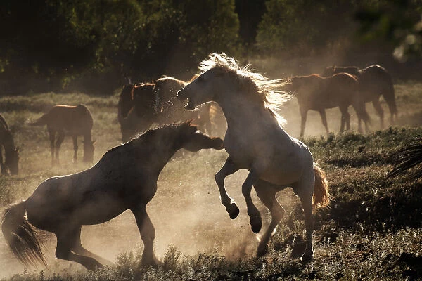 Mustang fights a roan stallion at a Wild Horse Sanctuary