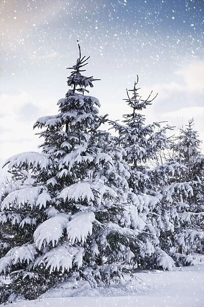 Northumberland, England; Snow-Covered Trees In The Falling Snow