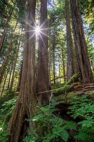 Old growth forest with sunburst