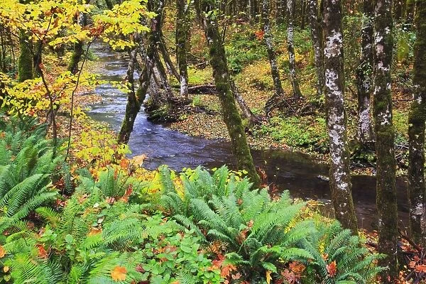 Oregon Coast Range, Oregon, United States Of America; Autumn Colors Along Wolf Creek