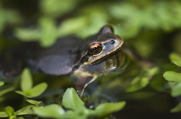 Pacific Tree Frog (Pseudacris Regilla) In A Pond; Astoria, Oregon, United States Of America
