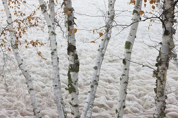 Paper Birch Trees Frame A Frost Covered Wetland Of Sedge Grasses In Hubbard County; Minnesota, United States Of America