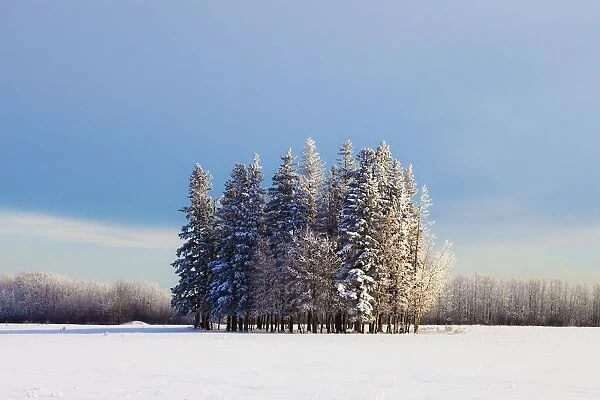 Parkland County, Alberta, Canada; A Cluster Of Trees In A Field Covered In Snow In Winter