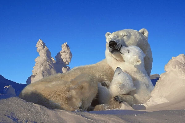 Polar Bear Sow & Cubs Resting In Snow Churchill Canada Composite