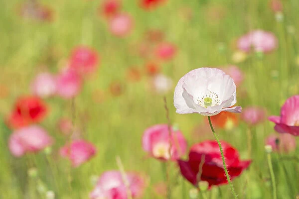 Poppies In A Meadow; Burnaby, British Columbia, Canada