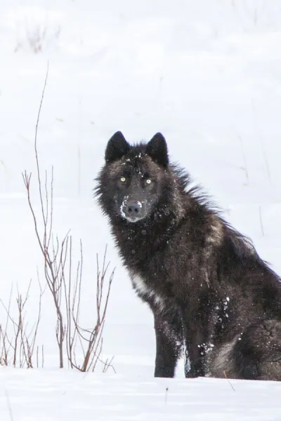 Portrait of a black wolf sitting in a snow covered field, YNP, USA