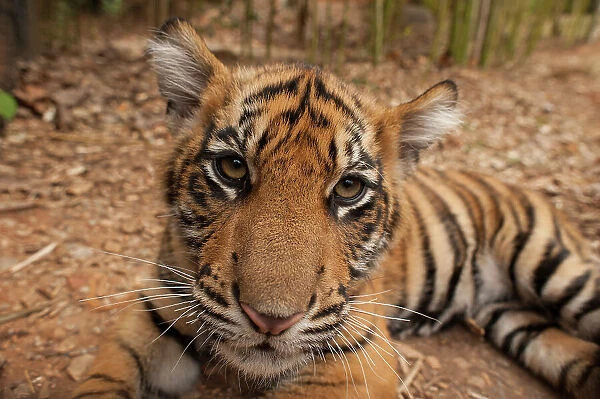 Portrait of the critically-endangered Sumatran tiger cub