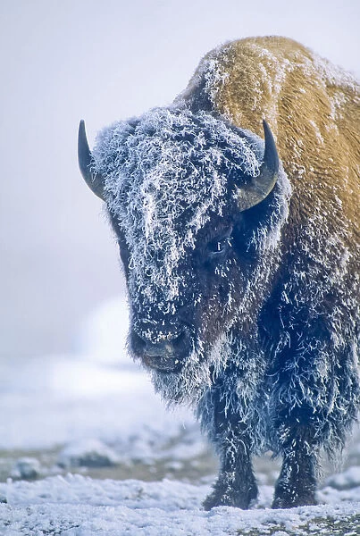 Portrait of a frost covered bison bull in Yellowstone National Park, USA