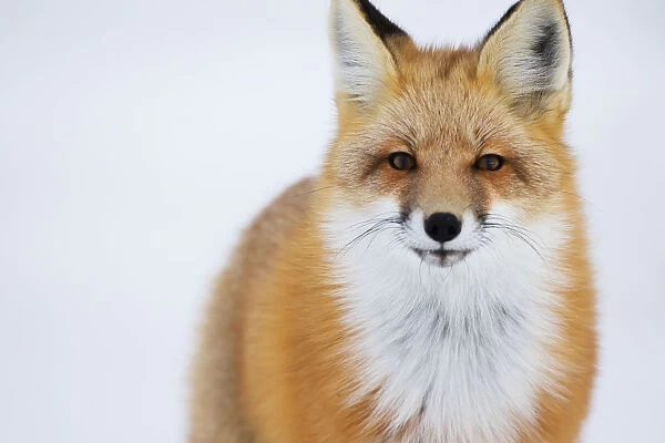 Portrait Of Red Fox; Churchill Manitoba Canada