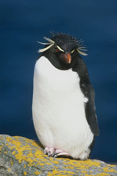 Portrait Of Rockhopper Penguin Standing On Rock Falkland Islands Summer
