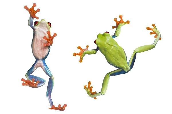 Two Red Eyed Tree Frogs