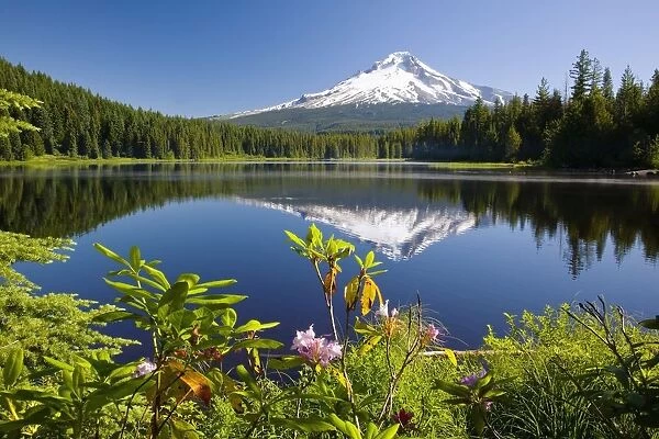 Reflection Of Mount Hood In Trillium Lake In The Oregon Cascades; Oregon, United States Of America