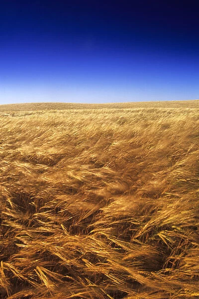 Ripening Wind-Blown Barley, Tiger Hills, Manitoba
