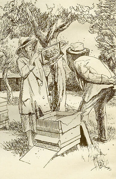 Rural Beekeeping In The Early Twentieth Century. From Windfalls By Alpha Of The Plough, Published 1921