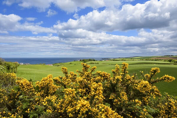 Scenic view of countryside with common gorse in spring at St Abbs in Scotland