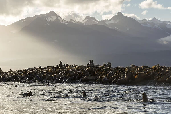 Sea Lions Basks In The Last Of The Days Light On A Small Island In Lynn Canal, Inside Passage, Alaska, Near Juneau. The Steep Peaks Of The Chilkat Mountains Rise From The Sea Beyond