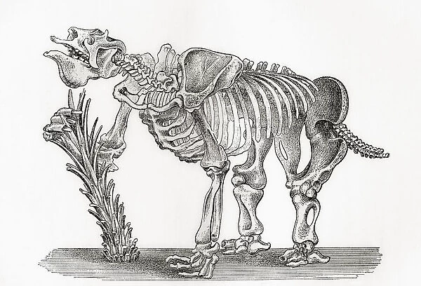 Skeleton of a Megatharium. From The Worlds Foundations or Geology for Beginners, published 1883