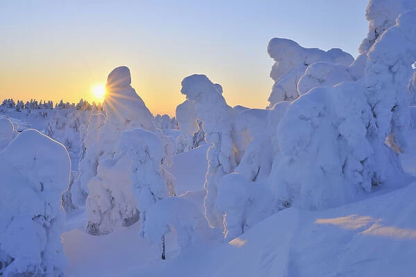 Snow Covered Trees at Sunset, Rukatunturi, Kuusamo, Northern Ostrobothnia, Finland