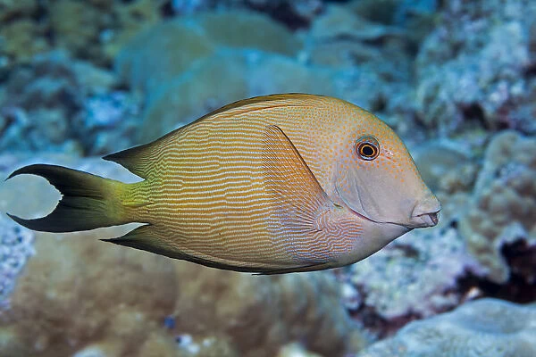 The Striated Surgeonfish (Ctenochaetus Striatus), Also Known As A Striped Bristle Tooth; Maui, Hawaii, United States Of America