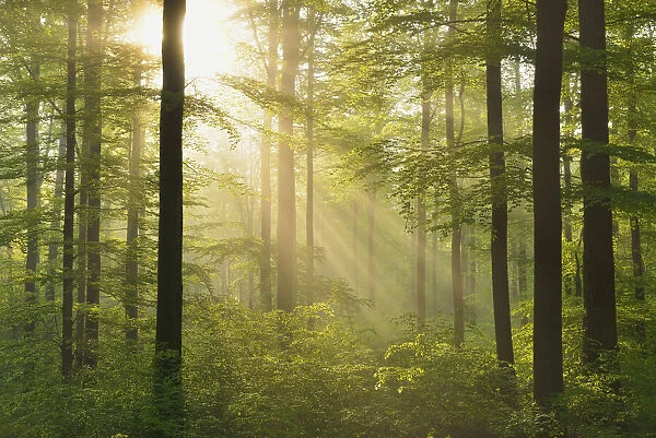 Sunbeams in European Beech (Fagus sylvatica) Forest, Spessart, Bavaria, Germany