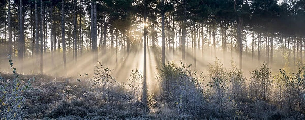 Sunbeams shine through trees to a frosty ground
