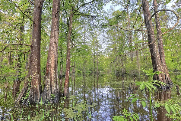 Swamp, Southern Louisiana