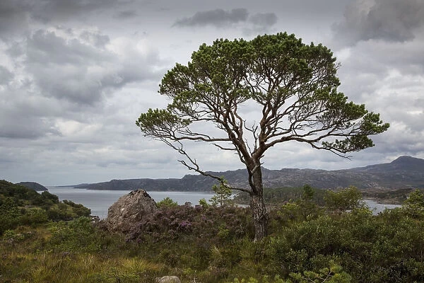 A Tree Stands Along The Coast Under A Cloudy Sky; Applecross Peninsula Scotland