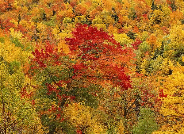 Trees in Autumn, Cape Breton Highlands National Park, Nova Scotia, Canada