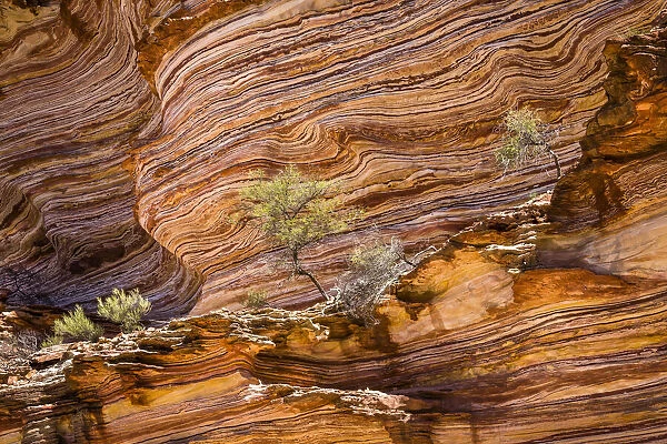 Trees on Rock Ledge, The Loop, Kalbarri National Park, Western Australia, Australia