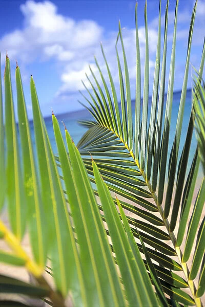 View Through Green Palm Leaves Of Blue Sky, White Clouds, Turquoise Water, Tilted