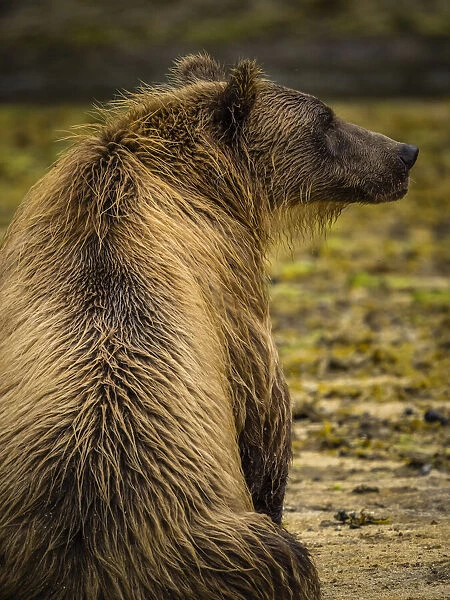 View taken from behind of a Coastal Brown Bear (Ursus arctos horribilis) sitting on the beach fishing for salmon in Kinak Bay; Katmai National Park and Preserve, Alaska, United States of America