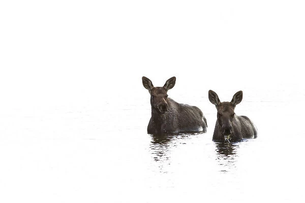 Two Young Moose In A Pond Along The Dempster Highway; Yukon Canada