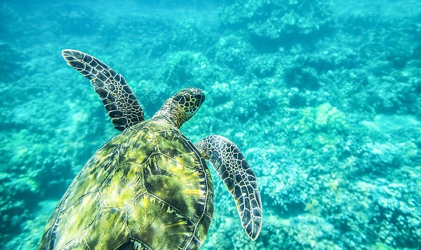Young sea turtle, Maui, Hawaii, USA