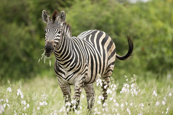 Adult Plains Zebra (Equus quagga) feeding on vegetation, Kruger National Park, Limpopo