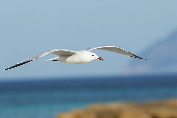 Audouins Gull (Ichthyaetus audouinii) flying, Mallorca, Spain