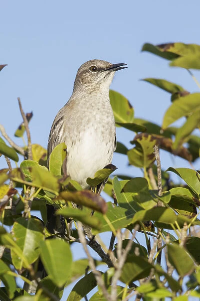 Bahama Mockingbird (Mimus gundlachii), Cuba
