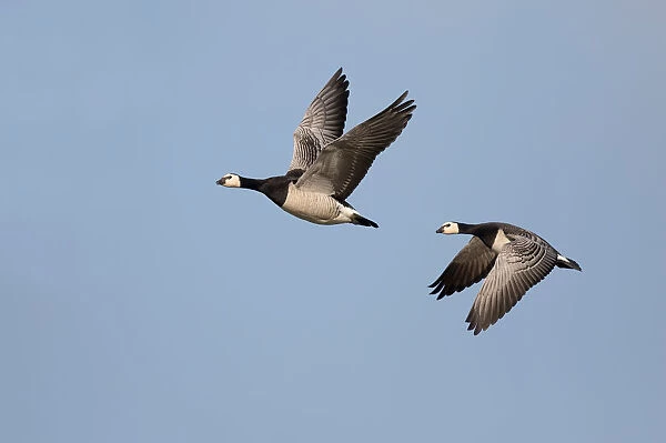 Barnacle Goose (Branta leucopsis) couple in flight against the sky, Lauwersmeer, Ezumakeeg