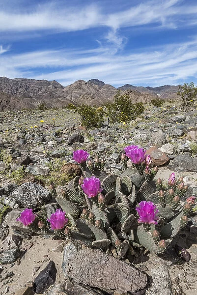 Beavertail Cactus (Opuntia basilaris) flowering, Death Valley National Park, California