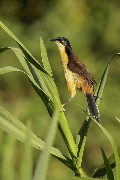 Black-capped Donacobius (Donacobius atricapilla) perched on a branch, Pantanal, Brazil