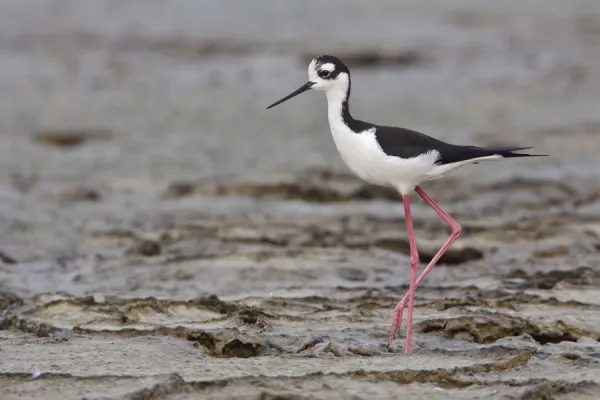 Black-necked Stilt (Himantopus mexicanus), Ecuador