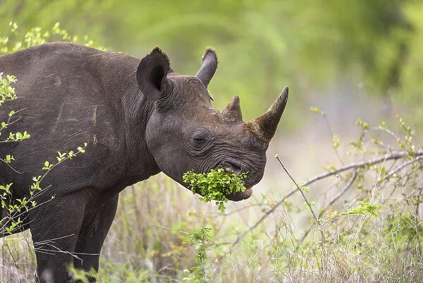 Black Rhinoceros (Diceros bicornis) browsing on a small green bush, South Africa