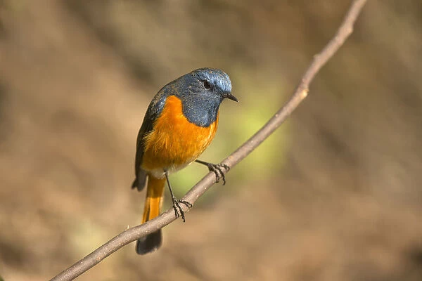Blue-fronted Redstart (Phoenicurus frontalis) male, Yunnan, China