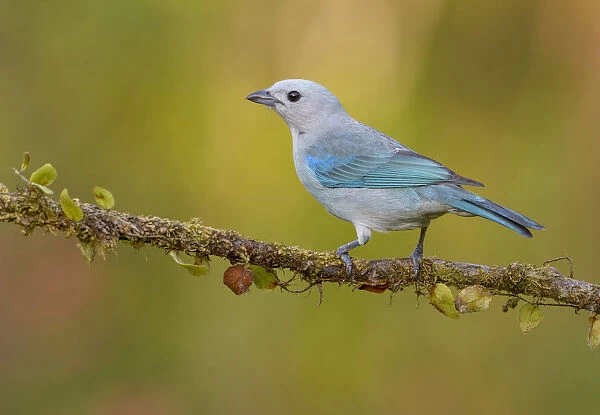 Blue-grey Tanager (Thraupis episcopus) perched on a branch, Alajuela, Costa Rica