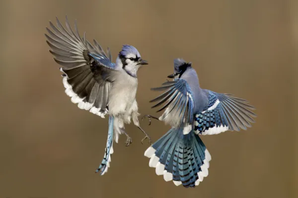 Blue Jay (Cyanocitta cristata) flying, Ohio, USA