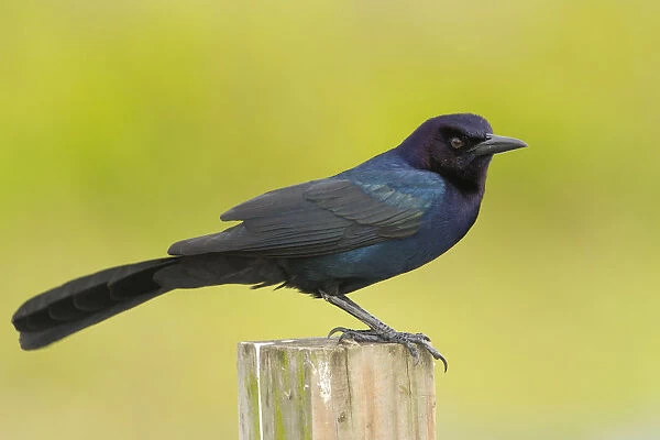 Boat-tailed Grackle (Quiscalus major) male, Florida, USA