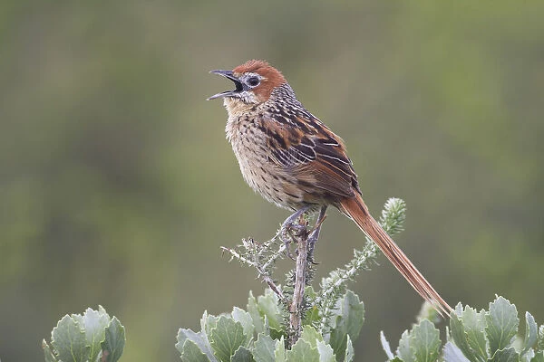 Cape Grassbird (Sphenoeacus afer), singing, Western Cape, South Africa