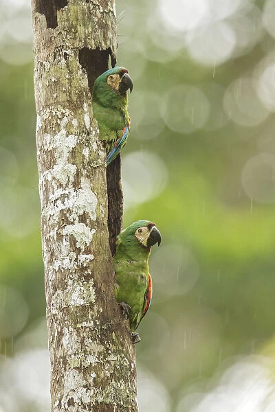 Chestnut-fronted Macaw (Ara severus), Manu National Park, Peru