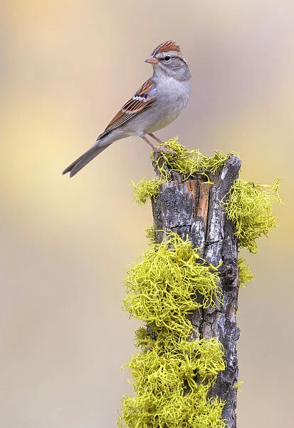 Chipping Sparrow (Spizella passerina), Oregon, USA