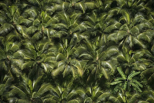 Coconut Palm (Cocos nucifera) forest, Georgetown, Guyana