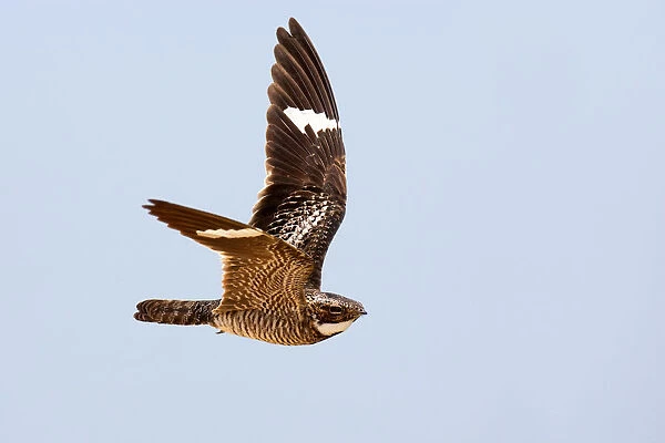 Common Nighthawk (Chordeiles minor) flying, Texas, USA